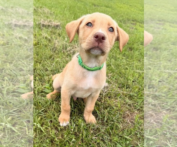 Medium Photo #1 Labrador Retriever-Unknown Mix Puppy For Sale in Duluth, MN, USA