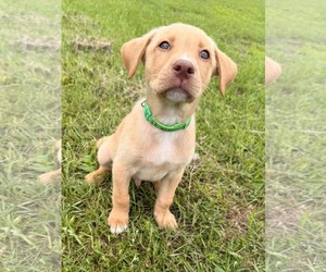 Labrador Retriever-Unknown Mix Dogs for adoption in Duluth, MN, USA
