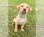 Small Labrador Retriever Mix