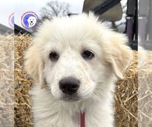 Great Pyrenees Dogs for adoption in Spring, TX, USA
