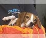 Small #4 Beagle Mix
