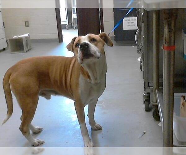 Medium Photo #1 American Pit Bull Terrier-Unknown Mix Puppy For Sale in Fayetteville, NC, USA