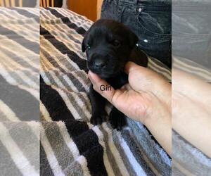 Rottweiler-American Pit Bull Terrier Puppy for sale in LANSFORD, PA, USA