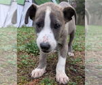 Small #2 Catahoula Leopard Dog Mix