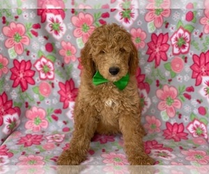 Goldendoodle Puppy for sale in LANCASTER, PA, USA