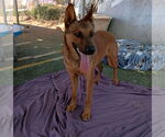 Small #5 German Shepherd Dog Mix