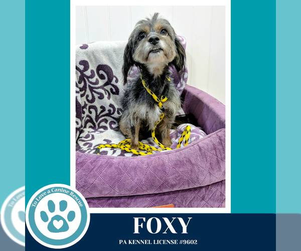 Medium Photo #2 Mutt Puppy For Sale in Kimberton, PA, USA