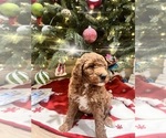 Puppy Buttercup Goldendoodle