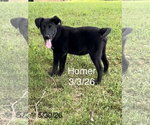 Small #11 Labrador Retriever Mix