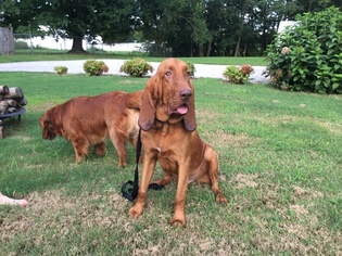 Father of the Bloodhound puppies born on 07/09/2018