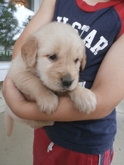 Golden Retriever Puppy for sale in LEOLA, PA, USA