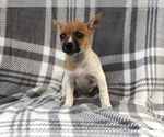 Small Photo #1 Jack Russell Terrier Puppy For Sale in LAKELAND, FL, USA