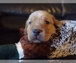 Small Photo #9 Labrador Retriever Puppy For Sale in NORWALK, WI, USA