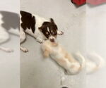 Small #2 Jack Russell Terrier