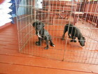 Small Photo #3 Great Dane Puppy For Sale in BLUE CREEK, OH, USA