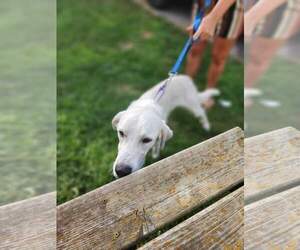 Labrador Retriever-Unknown Mix Dogs for adoption in New London, WI, USA