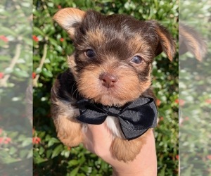 Yorkshire Terrier Puppy for sale in FRAMINGHAM, MA, USA