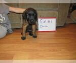 Small Photo #21 Mastiff Puppy For Sale in FARMERVILLE, LA, USA