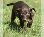 Small Photo #6 Chocolate Labrador retriever-Pointer Mix Puppy For Sale in Mechanicsburg, PA, USA