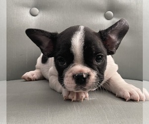 French Bulldog Puppy for sale in JOHNS ISLAND, SC, USA