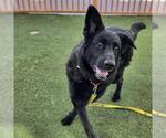 Small Photo #2 German Shepherd Dog-Unknown Mix Puppy For Sale in Las Vegas, NV, USA