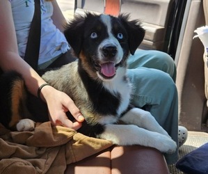 Miniature Australian Shepherd Puppy for sale in MILTON, WI, USA