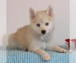 Small Photo #3 Pomsky Puppy For Sale in GAP, PA, USA