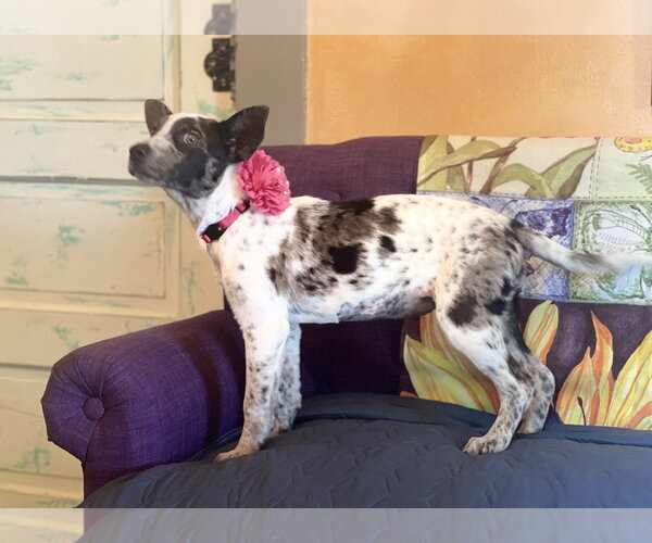 Medium Photo #2 Mutt Puppy For Sale in Rockaway, NJ, USA