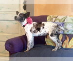 Small #1 Mutt