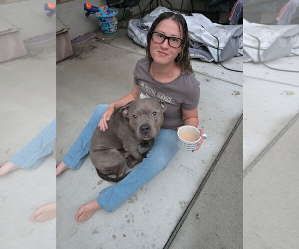 Medium Photo #2 Staffordshire Bull Terrier-Unknown Mix Puppy For Sale in Belleville, MI, USA