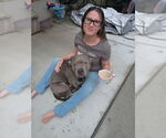 Small #1 Staffordshire Bull Terrier Mix