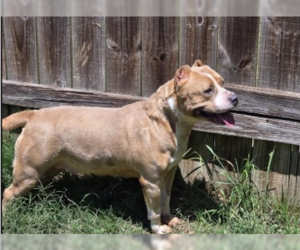 Grateful - Female American Pit Bull Terrier-Unknown Mix Dog for Adoption - Photo #3