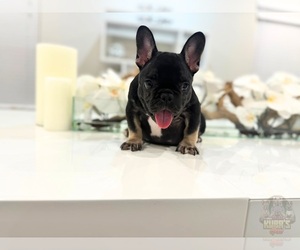 French Bulldog Puppy for Sale in FAIRBURN, Georgia USA