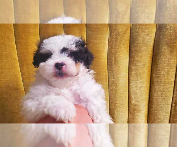 Medium Photo #2 Maltipoo Puppy For Sale in AMITY, AR, USA