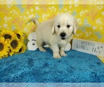 Small Photo #8 English Cream Golden Retriever Puppy For Sale in COLORADO SPRINGS, CO, USA