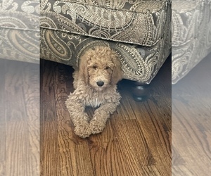 Poodle (Standard) Puppy for sale in GREENVILLE, SC, USA