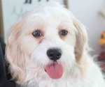 Small Photo #1 Cavachon Puppy For Sale in RED LION, PA, USA