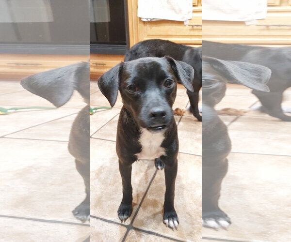Medium Photo #4 Labrador Retriever-Unknown Mix Puppy For Sale in San Diego, CA, USA