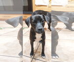 Small Photo #4 Labrador Retriever-Unknown Mix Puppy For Sale in San Diego, CA, USA