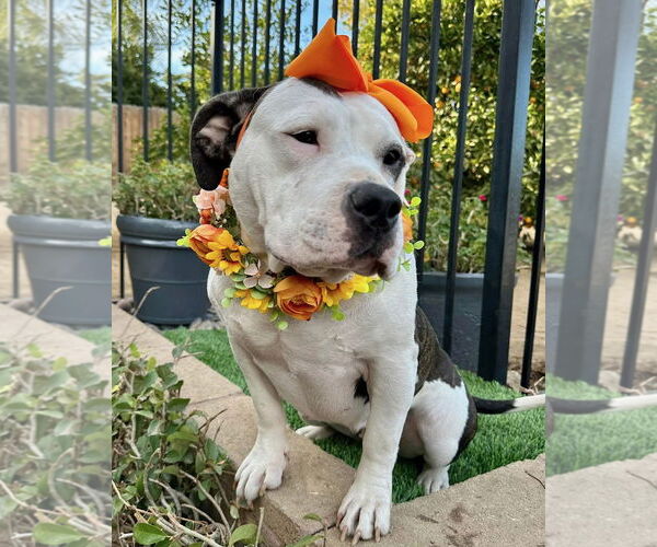 Medium Photo #6 American Staffordshire Terrier-Unknown Mix Puppy For Sale in Redlands, CA, USA