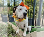 Small #5 American Staffordshire Terrier Mix