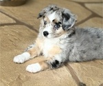 Puppy Tasha Miniature Australian Shepherd