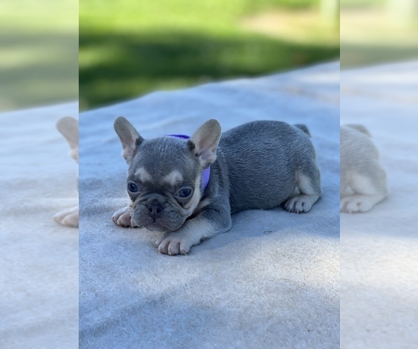 Medium Photo #1 French Bulldog Puppy For Sale in ANTELOPE, CA, USA