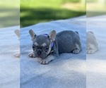 Small Photo #1 French Bulldog Puppy For Sale in ANTELOPE, CA, USA