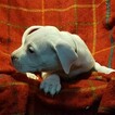 Small Photo #288 Dogo Argentino Puppy For Sale in JANE, MO, USA