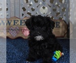 Small #3 YorkiePoo
