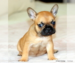 Puppy Daisy French Bulldog