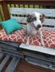 Small Photo #1 Australian Shepherd Puppy For Sale in BETHEL, OH, USA