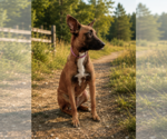 Small #2 Mutt