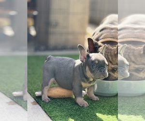 French Bulldog Puppy for sale in LOS ANGELES, CA, USA